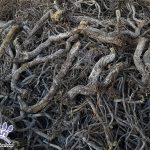 ریشه شیرین بیان پودر عصاره مایع ریشه شیرین بیان licorice root liquorice root Licorice Block, Licorice Block